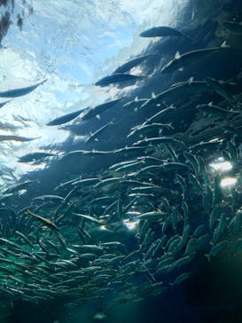 マクセル アクアパーク品川に投稿された画像（2025/8/19）