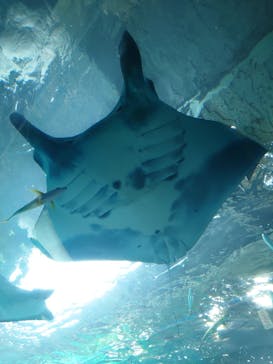 マクセル アクアパーク品川に投稿された画像（2025/8/19）