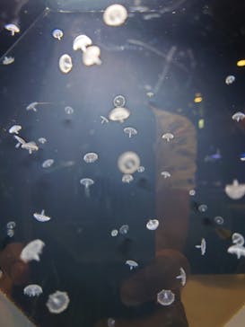 マクセル アクアパーク品川に投稿された画像（2025/8/19）