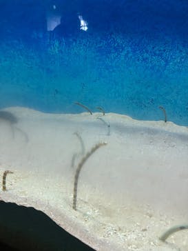 大分マリーンパレス水族館 「うみたまご」に投稿された画像（2025/8/19）