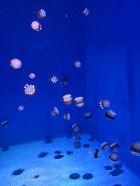 新江ノ島水族館に投稿された画像（2025/8/19）