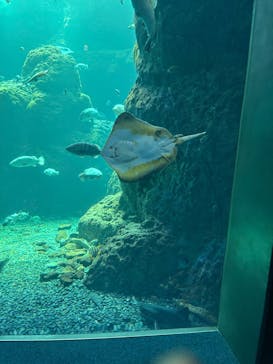 新江ノ島水族館に投稿された画像（2025/8/19）