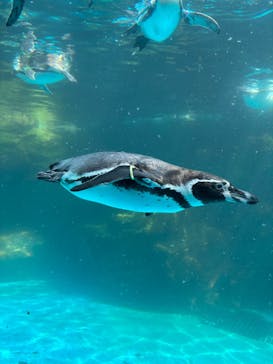 アクアワールド茨城県大洗水族館に投稿された画像（2025/8/19）