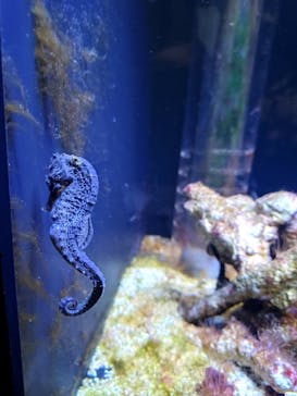 マクセル アクアパーク品川に投稿された画像（2025/8/19）