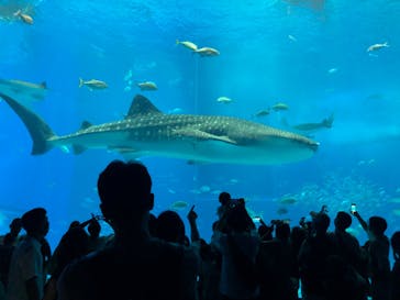 沖縄美ら海水族館に投稿された画像（2025/8/19）