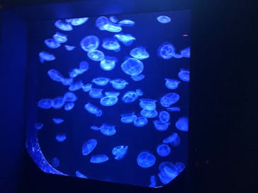 沖縄美ら海水族館に投稿された画像（2025/8/19）