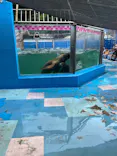 ゼロ距離水族館 伊勢シーパラダイスに投稿された画像（2025/8/19）