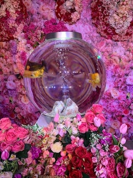 錦鯉・金魚アクアリウム in ときメッセに投稿された画像（2025/8/19）