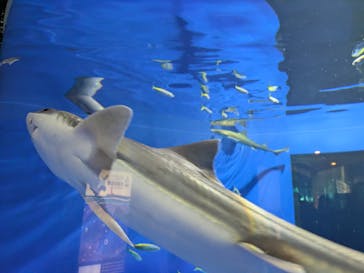 アクアワールド茨城県大洗水族館に投稿された画像（2025/8/19）