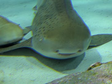 アクアワールド茨城県大洗水族館に投稿された画像（2025/8/19）