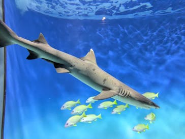 アクアワールド茨城県大洗水族館に投稿された画像（2025/8/19）