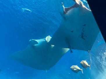 沖縄美ら海水族館に投稿された画像（2025/8/19）