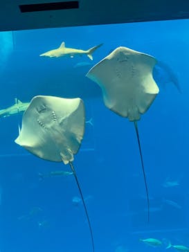 沖縄美ら海水族館に投稿された画像（2025/8/19）