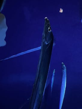 サンシャイン水族館に投稿された画像（2025/8/19）