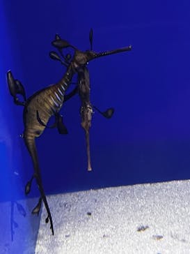 サンシャイン水族館に投稿された画像（2025/8/19）