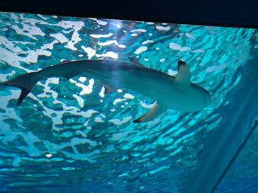 アクアワールド茨城県大洗水族館に投稿された画像（2025/8/19）