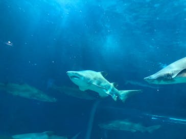 アクアワールド茨城県大洗水族館に投稿された画像（2025/8/19）