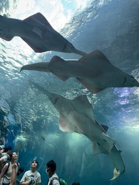 マクセル アクアパーク品川に投稿された画像（2025/8/19）