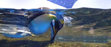 マクセル アクアパーク品川に投稿された画像（2025/8/19）