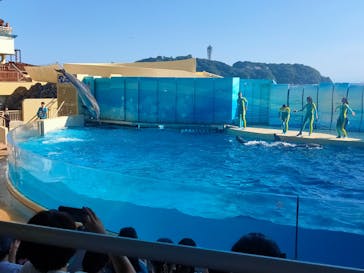 新江ノ島水族館に投稿された画像（2025/8/19）