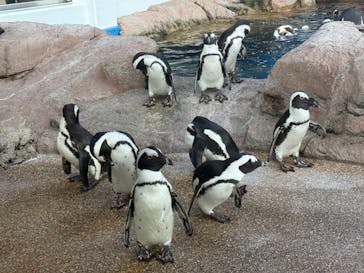 京都鉄道博物館×京都水族館に投稿された画像（2025/8/19）