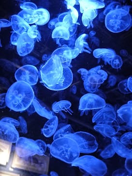 竹島水族館に投稿された画像（2025/8/19）