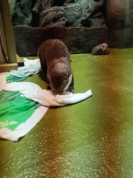竹島水族館に投稿された画像（2025/8/19）
