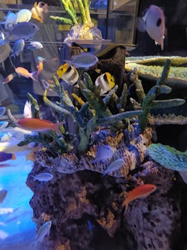 竹島水族館に投稿された画像（2025/8/19）