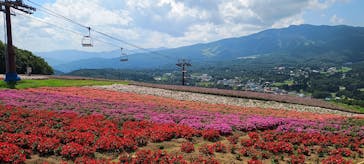 ひるがのピクニックガーデンに投稿された画像（2025/8/19）