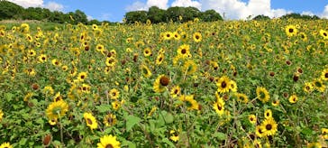 ひるがのピクニックガーデンに投稿された画像（2025/8/19）