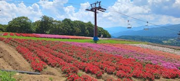 ひるがのピクニックガーデンに投稿された画像（2025/8/19）