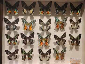 体感するファーブル昆虫展in横浜赤レンガ倉庫に投稿された画像（2025/8/20）