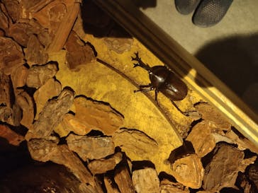 体感するファーブル昆虫展in横浜赤レンガ倉庫に投稿された画像（2025/8/20）