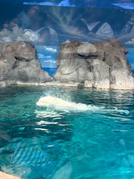 名古屋港水族館に投稿された画像（2025/8/20）