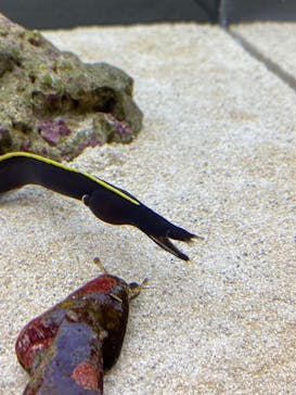 AOAO SAPPOROに投稿された画像（2025/8/20）