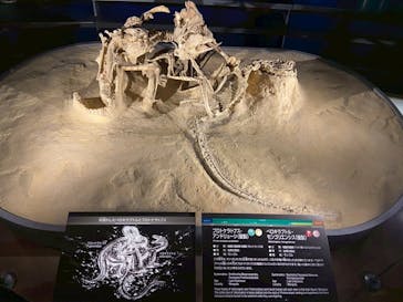 福井県立恐竜博物館に投稿された画像（2025/8/20）