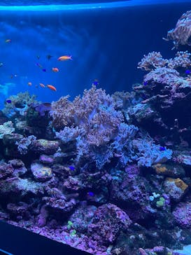 サンシャイン水族館に投稿された画像（2025/8/20）