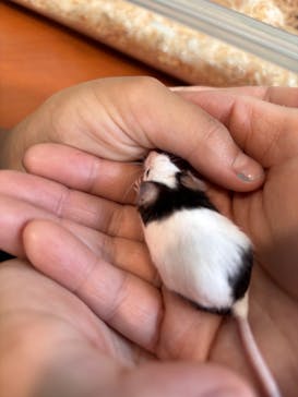 いきもの探検隊上尾に投稿された画像（2025/8/20）