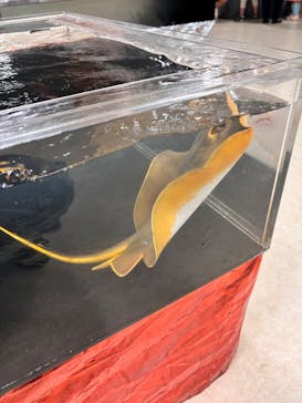 いきもの探検隊上尾に投稿された画像（2025/8/20）