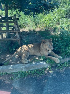 多摩動物公園に投稿された画像（2025/8/20）