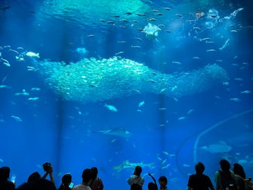 アクアワールド茨城県大洗水族館に投稿された画像（2025/8/20）