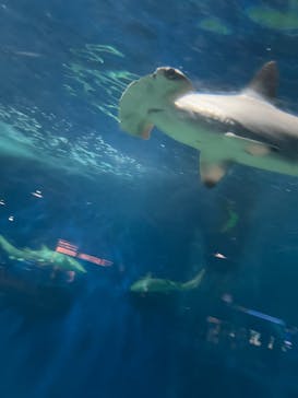 アクアワールド茨城県大洗水族館に投稿された画像（2025/8/20）