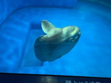 アクアワールド茨城県大洗水族館に投稿された画像（2025/8/20）