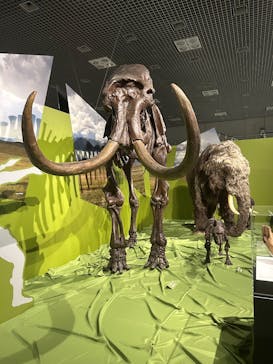 特別展「氷河期展 〜人類が見た4万年前の世界〜」（国立科学博物館）に投稿された画像（2025/8/20）