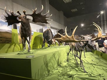 特別展「氷河期展 〜人類が見た4万年前の世界〜」（国立科学博物館）に投稿された画像（2025/8/20）