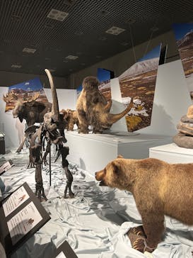特別展「氷河期展 〜人類が見た4万年前の世界〜」（国立科学博物館）に投稿された画像（2025/8/20）