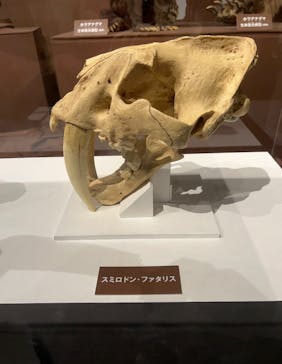 特別展「氷河期展 〜人類が見た4万年前の世界〜」（国立科学博物館）に投稿された画像（2025/8/20）