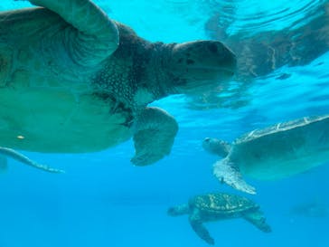沖縄美ら海水族館に投稿された画像（2025/8/20）