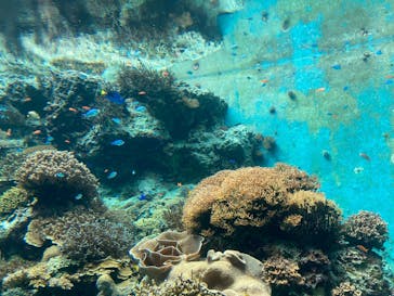 沖縄美ら海水族館に投稿された画像（2025/8/20）