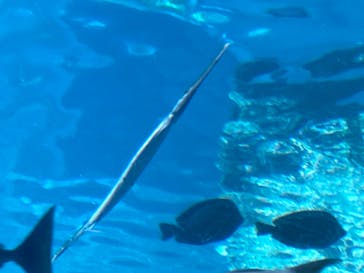 沖縄美ら海水族館に投稿された画像（2025/8/20）